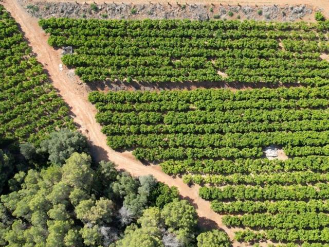 ¡Oportunidad Única para Agricultores y Emprendedores Agrícolas!