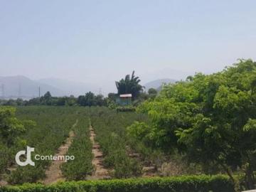 Oportunidad venta excelente fundo producción tierra fértil Calango Mala 7,299 m2