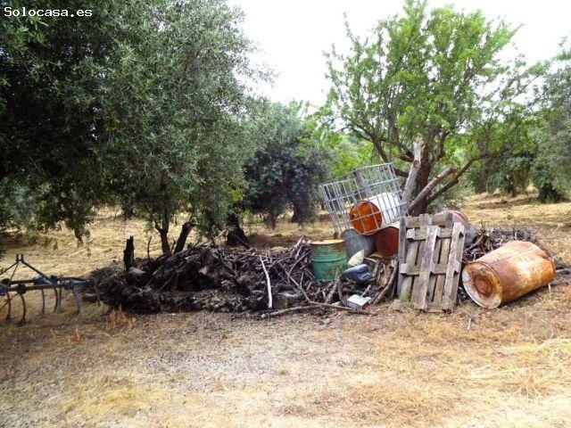 OPORTUNIDAD DE FINCA RUSTICA CON OLIVOS Y ALMENDROS