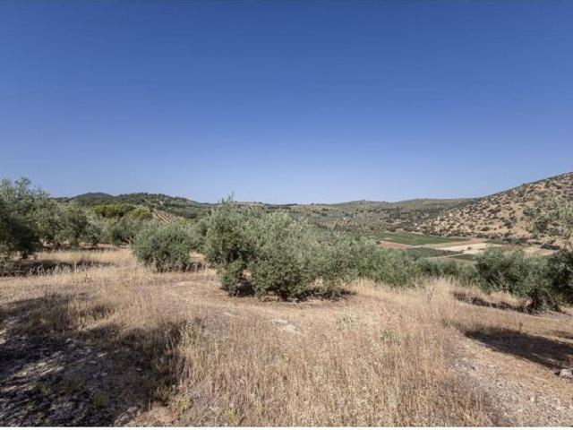 Oportunidad en Montefrío. Finca rústica 20.000 m2 con mucho potencial