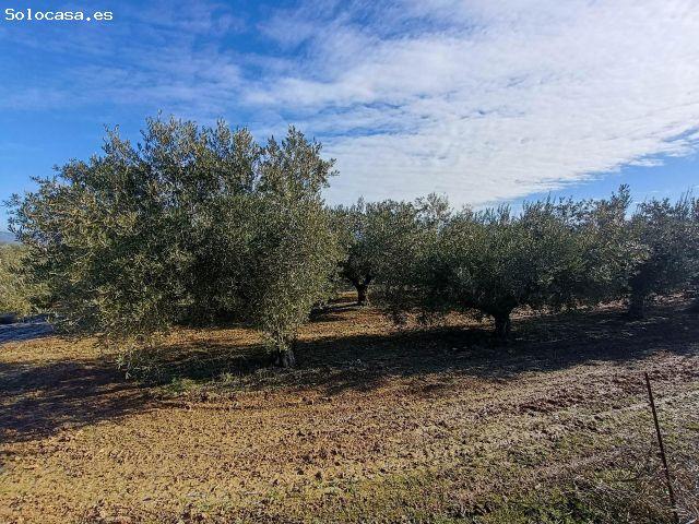 Oportunidad: Finca de Olivos de 9.266 m2 con Nave Legalizada y Suministros