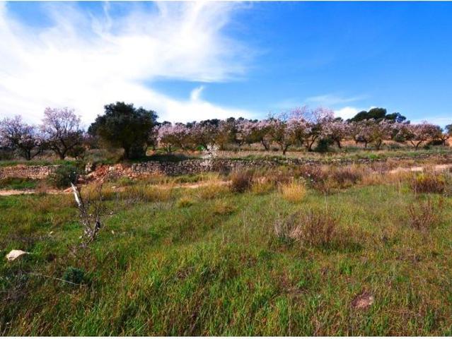 OPORTUNIDAD FINCA DE RIEGO CON PEQUEÑA CONSTRUCCION EN LA FATARELLA Terra Alta