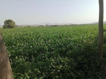 OPORTUNIDAD FUNDO AGRÌCOLA CASCAJAL CHMBOTE