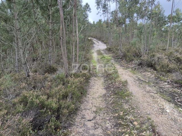 Oportunidade Única: 4.320 m² de Natureza Pura em Abrigada