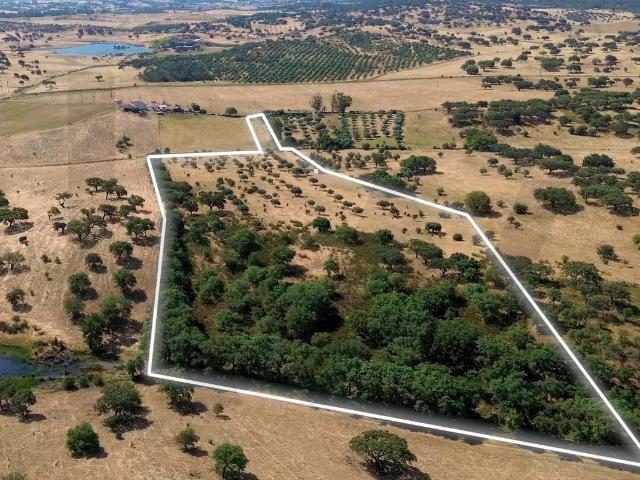 Oportunidade Única em Almodôvar – com 4 hectares à Venda!, Almodôvar, Almodôvar e graça dos padrões