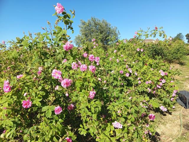 Oportunidade Única: Quinta de 16 Hectares com produção de plantas aromáticas, 2 Ha de rosas DAMASCENA, destilação de óleos essenciais e actividade e commerce