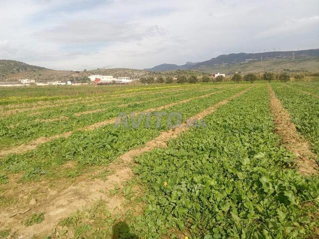 Opportunité de terrain excellente près de Tétouan