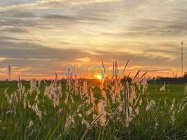Opportunité d'investissement terrain à Belfaa, 1 hectare, je ne suis pas intermédiaire