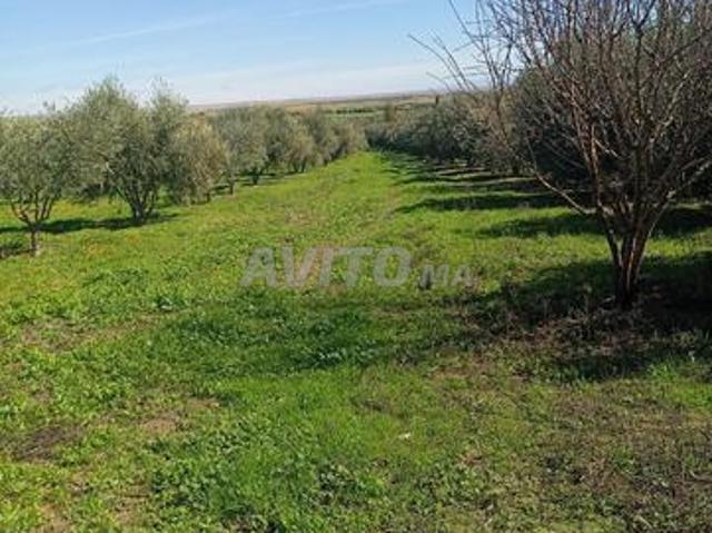 Opportunité rare Ferme d'oliviers enregistrée et équipée – Projet prêt sur la route de Beni Hassan