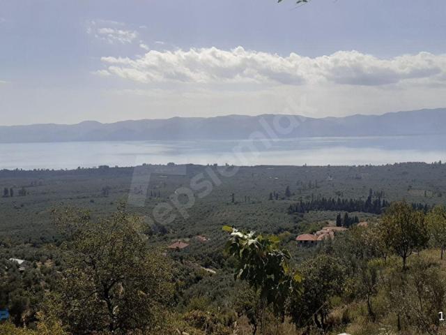 Orhangazi Çakırlı Mahallesinde Zeytinlik