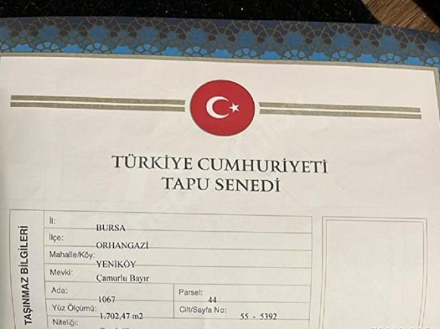 Orhangazi Yeniköy mah Satılık zeytinlik