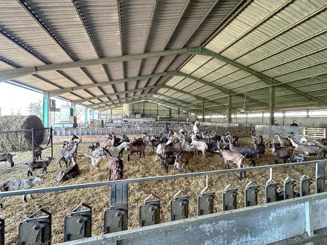 Tarn 81 Exploitation caprin lait 300 têtes sur 55ha 0m² Teillet
