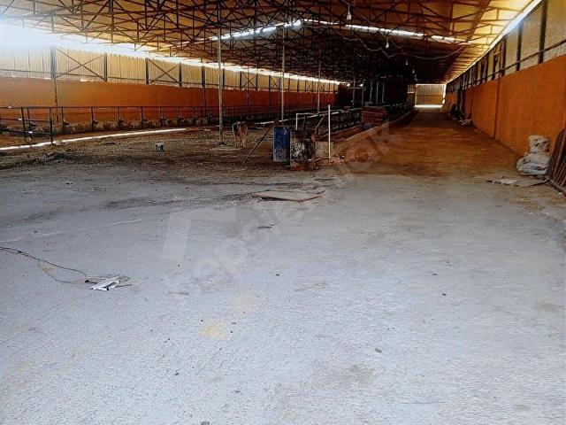ÖZDOĞAN GRUP'DAN ÇUBUK YİĞİTLİ'DE 450 BAŞLIK ÇİFTLİK SATILIKTIR