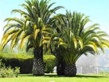Paine, Aculeo / Los Perales / Bahía Catalina