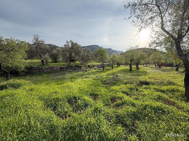 PALAMUTBÜKÜ YOLU OLAN DENİZ VE DOĞA MANZARALI 11.716m2 TARLA