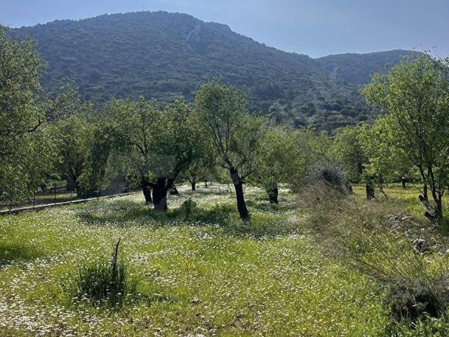 Palamutbükü'nde denize yakın bademlik