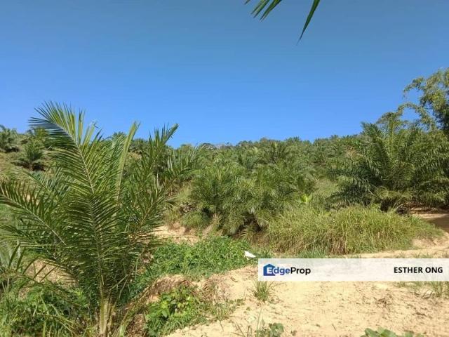 Palm Oil Tree Agriculture Land In Sabah Daerah Ranau For Sale, Price is Negotiable