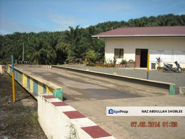 Palm Oil Estate Lahad Datu, Sabah For