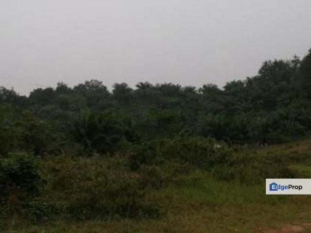 Palm Oil Land Guar Jering, Bukit Mertajam For