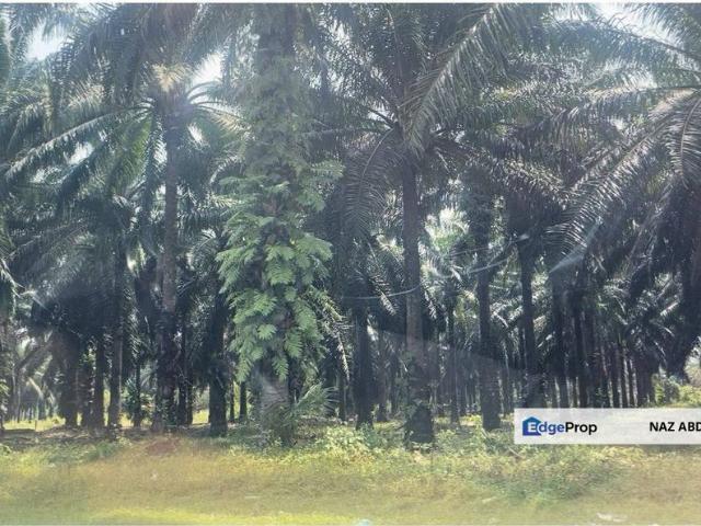 Palm Oil Plantation Kota Marudu, Sabah For Sale
