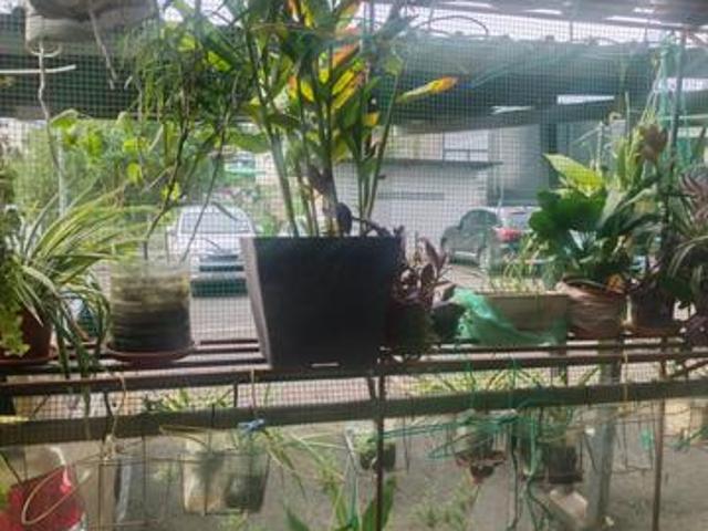 Palm garden lahad datu