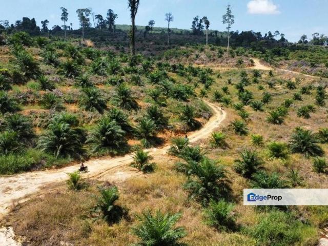Palm Plantation Land @ Tinjar Baram, Miri FOR SALE Location at Tinjar Baram, Miri