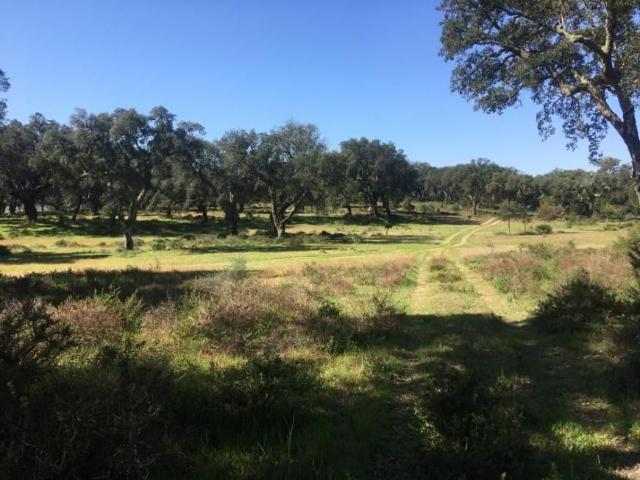 Palmela Setúbal 98522706