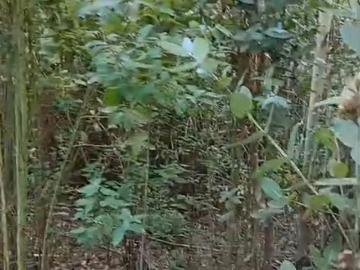 Parcela o Chacra en Venta en Nueva Imperial