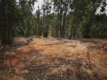 Parcela o Chacra en Venta en Limache