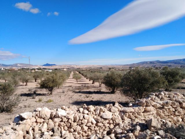 Parcela olivar en Caudete Palomares Albacete