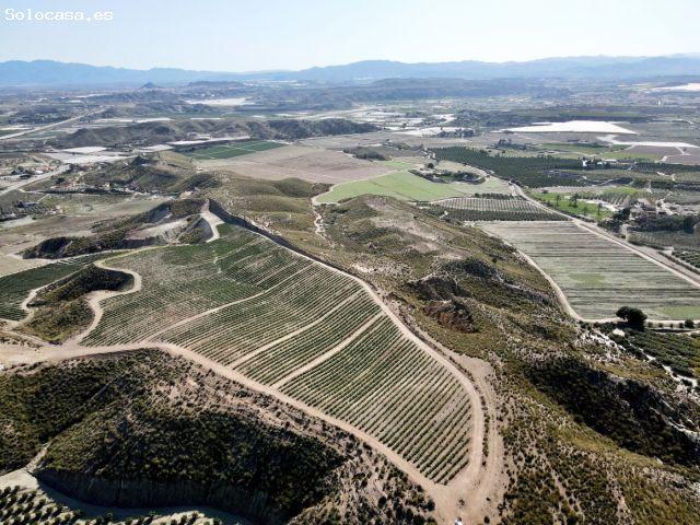 Parcela cultivada en producción