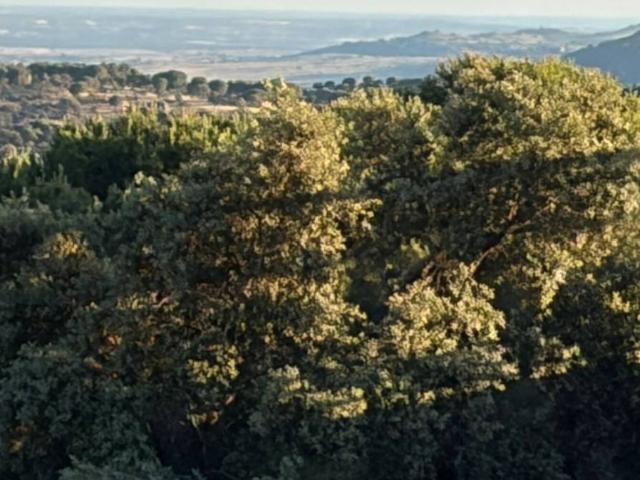 PARCELA CON VISTAS EN LA URBANIZACIÓN LOS ROBLES