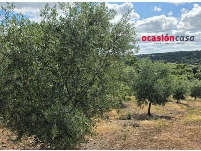 PARCELA DE OLIVAR A LA VENTA EN FUENTE OBEJUNA