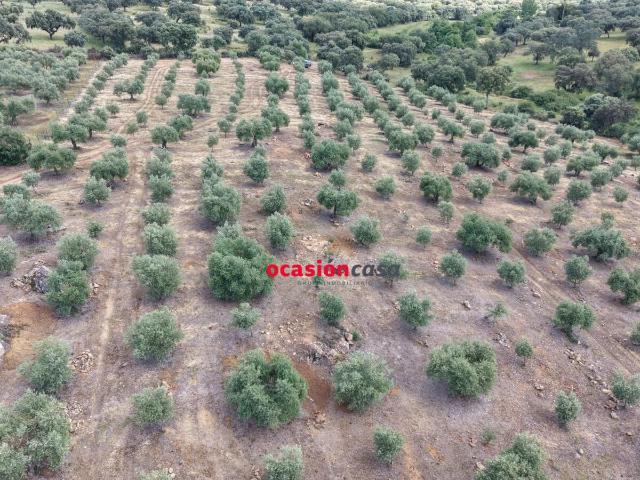 PARCELA DE OLIVAR A LA VENTA EN FUENTE OBEJUNA