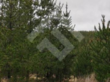 Parcela de Agrado en Venta en Pichilemu