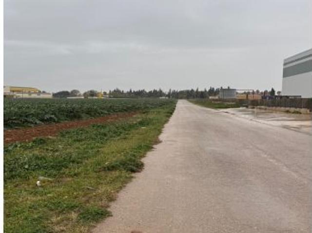 PARCELA DE REGADIO EXCEPCIONAL EN LOBOSILLO JUNTO A NUCLEO URBANO