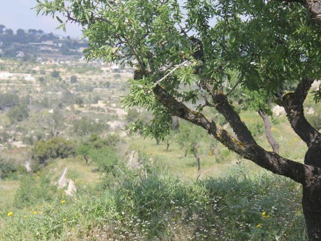 PARCELA DE 15.000m2 EN VENTA EN BENISSA GV201741 A