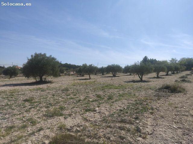 PARCELA DE 16.000 M2 CON UNA UBICACION PRIVILIAGIADA