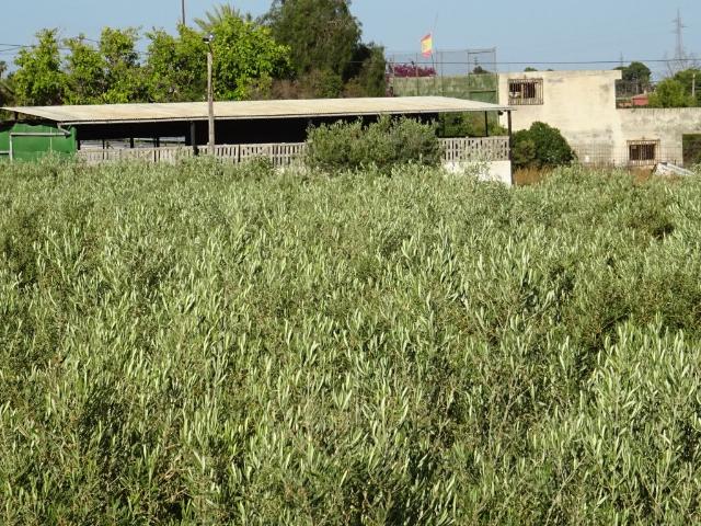 Parcela de 12.000 M2 en Peña Las Águilas, con nave de 260 M2 construidos