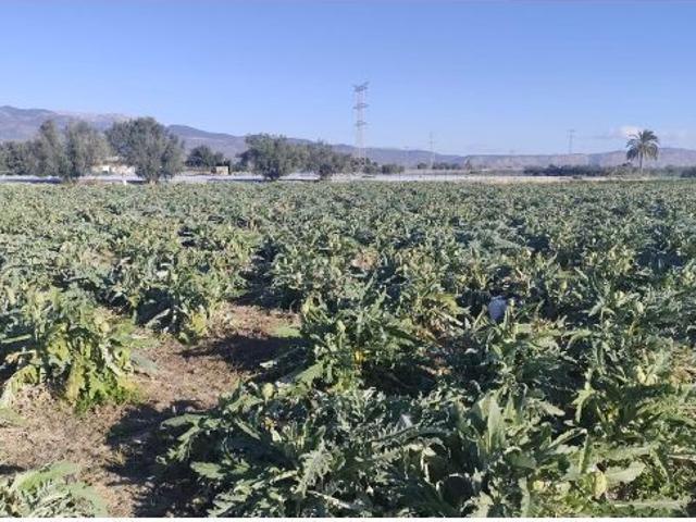 PARCELA DE 9.300m2 EN VENTA EN TOTANA