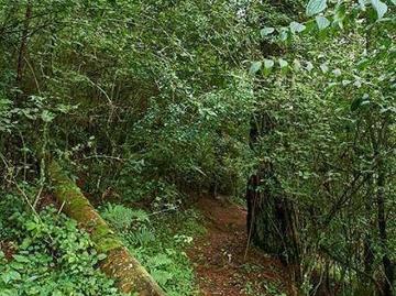 Parcela Ejidal de 6 HA con Bosque y Agua