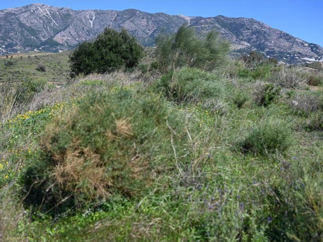 PARCELA EN LOMA DEL FLAMENCO MIJAS