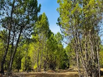 Parcela en Parral