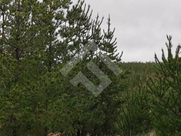 Parcela en Pichilemu