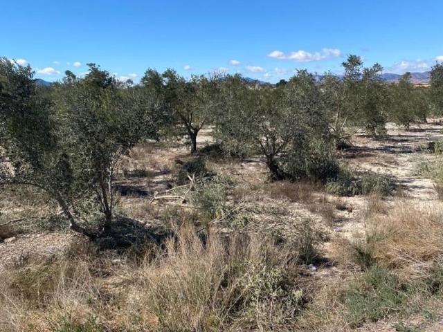 Parcela en venta en Monforte del Cid, Cerca de la autovia