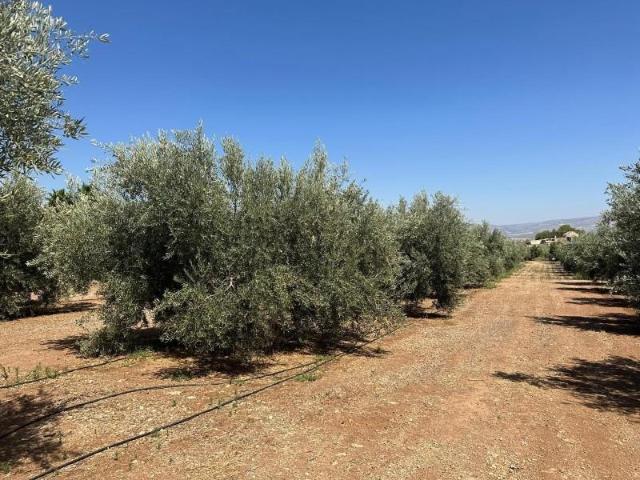 Parcela en venta en Moraleda de Zafayona, Llanos de moraleda