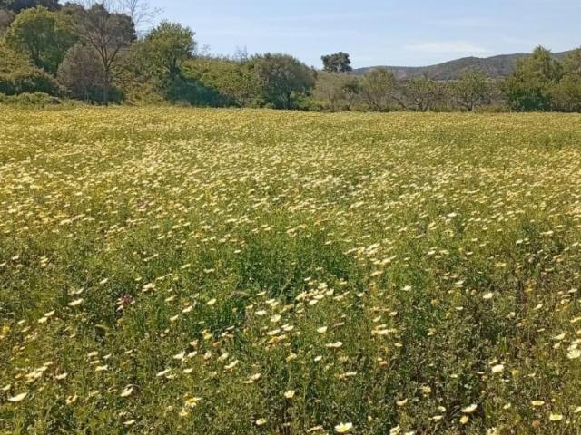 Parcela en venta en Alhaurín el Grande, Alhaurin El Grande
