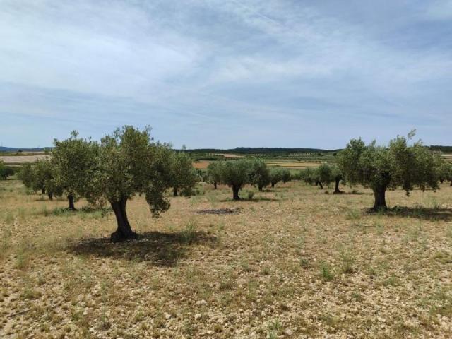 Parcela en venta en Almansa, Cantoblanco