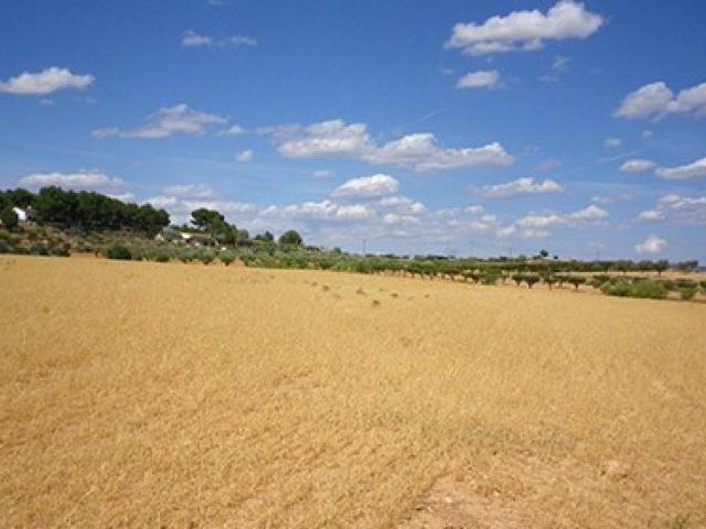 Parcela en venta en Almansa Albacete