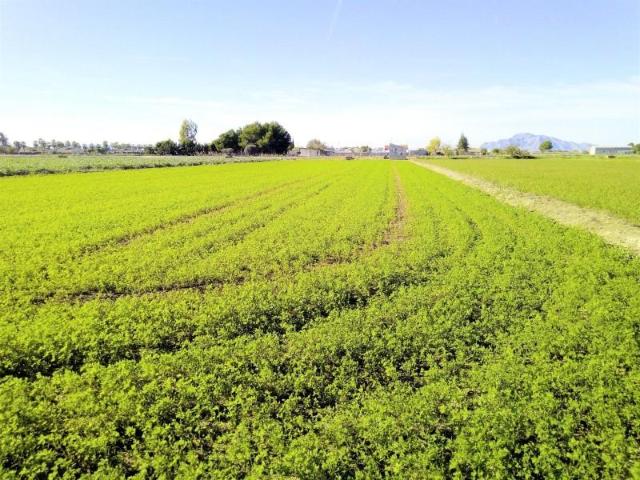 Parcela en venta en Dolores, Comunidad valenciana